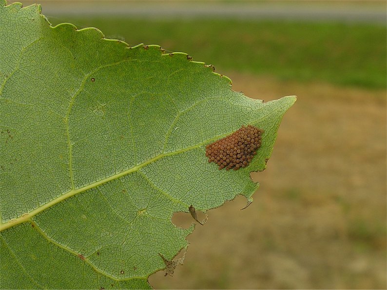 larve di lepidottero defoliatore: Clostera anastomosis